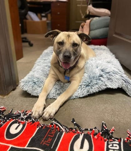 Photo of Ms. Sasha, adoptable senior dog in Chamblee, Georgia