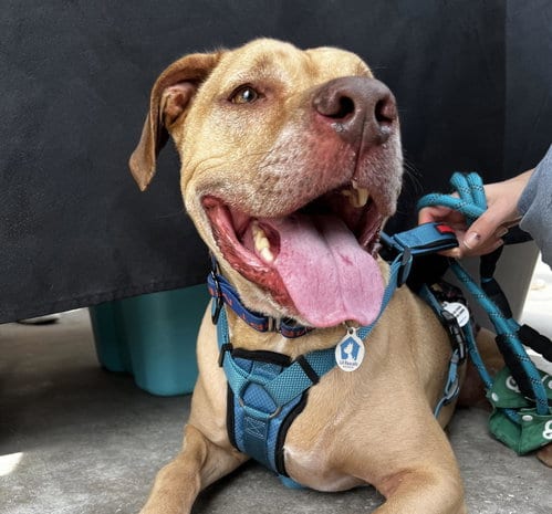 Photo of Scooby Doo, adoptable senior Terrier in Osteen, Florida