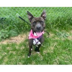 Photo of Precious, adoptable senior American Pit Bull Terrier in Syracuse, New York