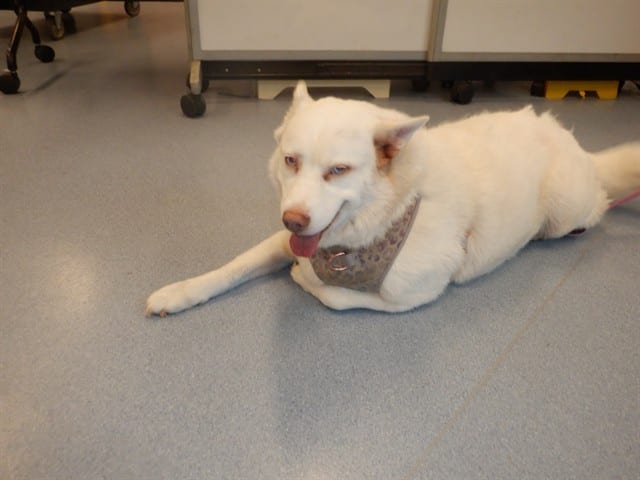 Photo of Luna, adoptable senior Siberian Husky mix in San José, California