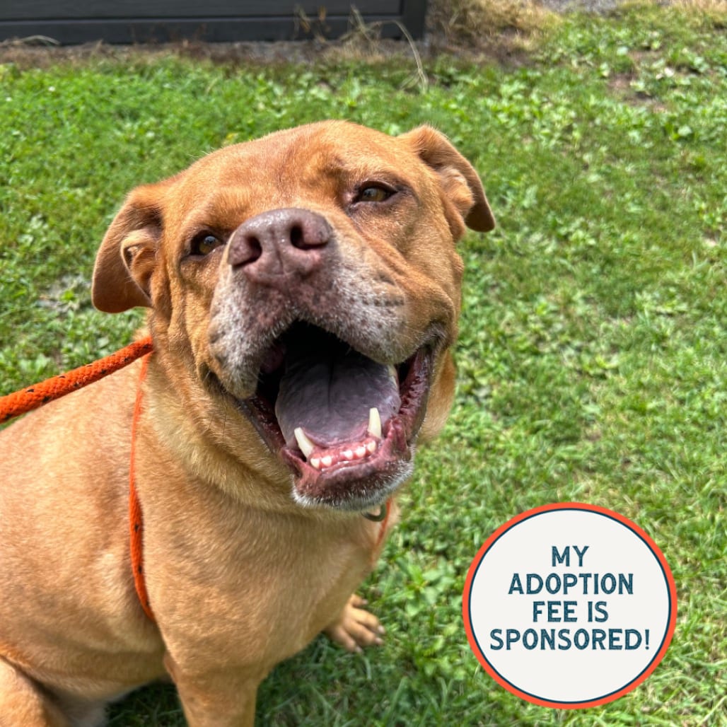 Photo of Diva, adoptable senior Dogue de Bordeaux / Chow Chow in Birdsboro, Pennsylvania