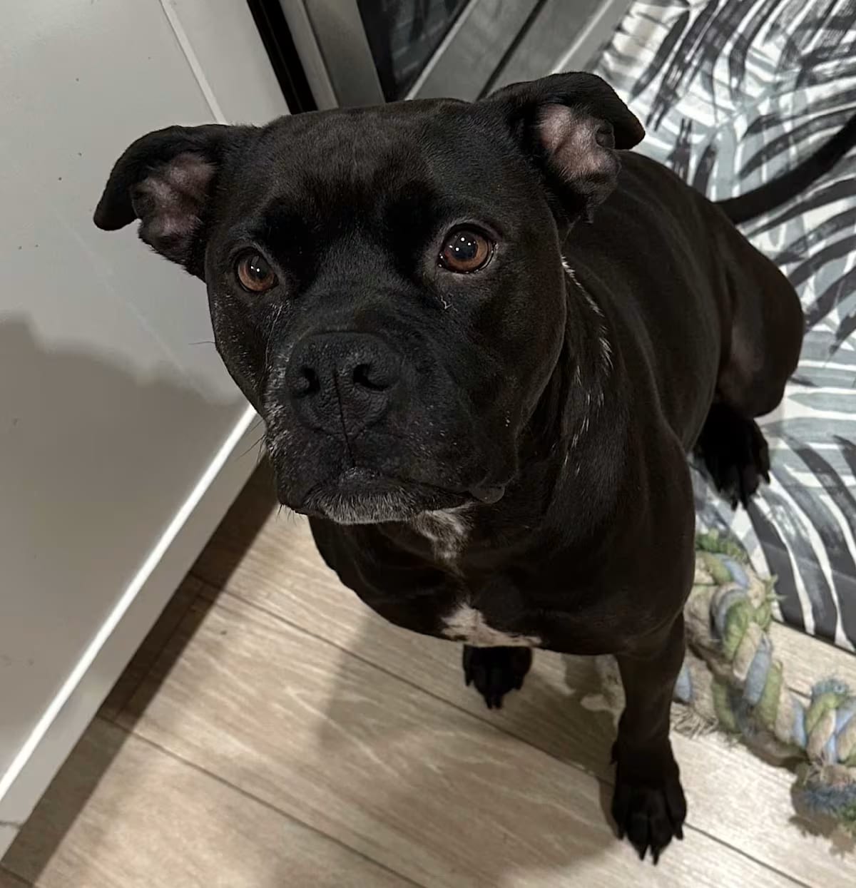 Photo of Luci Noodles, adoptable senior American Pit Bull Terrier/American Staffordshire Terrier in Frederick, Maryland