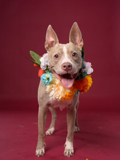 Photo of Nova, adoptable senior dog in Atlanta, Georgia