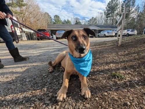 Photo of Brandie, adoptable senior German Shepherd Dog in McCormick, South Carolina