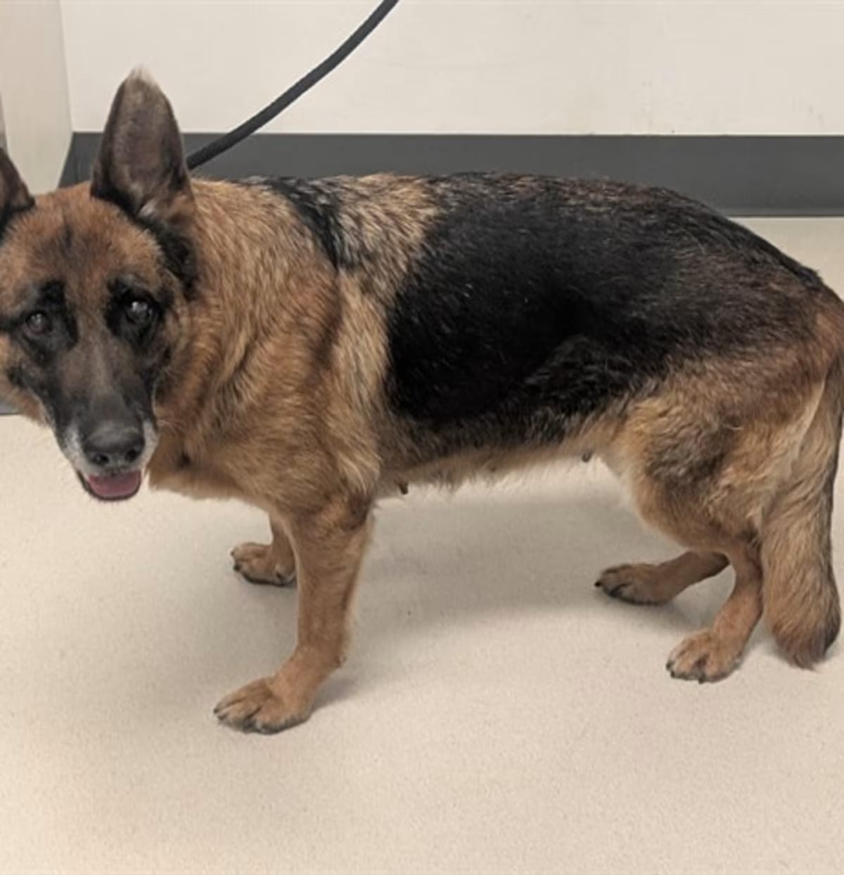 Photo of Mary, adoptable senior German Shepherd Dog in Corona, California