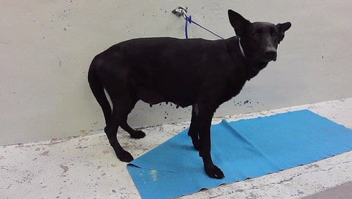 Photo of Black Betty, adoptable senior German Shepherd Dog in Houston, Texas