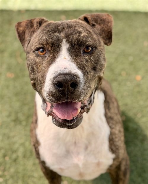 Photo of Xerxes, adoptable senior Pit Bull Terrier in Sacramento, California