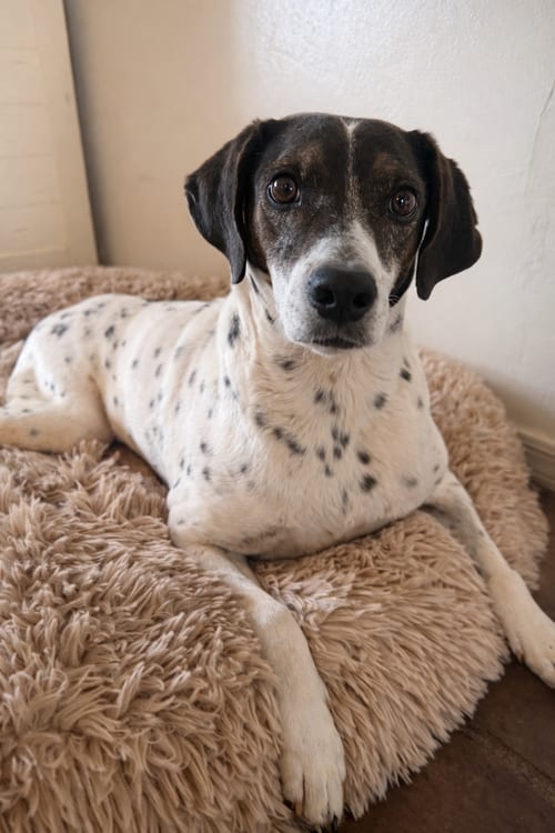 Photo of Dale, adoptable senior English Pointer in Queen Creek, Arizona