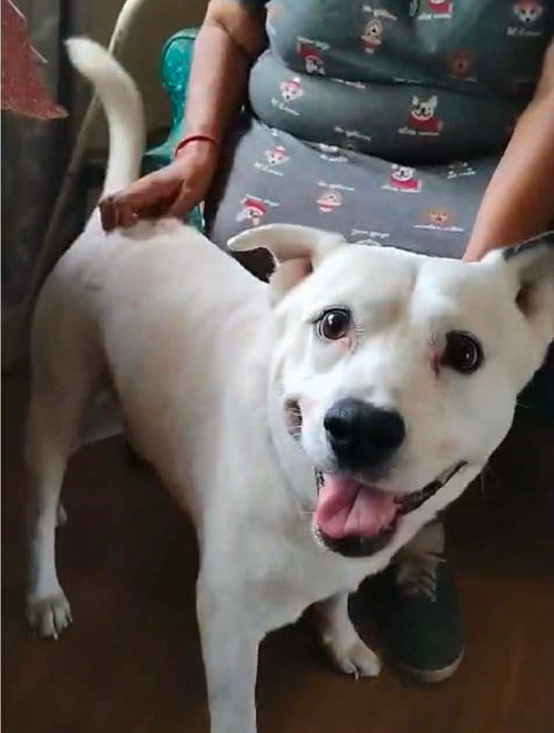 Photo of Chance, adoptable senior Unknown breed (medium coat) in Paramus, New Jersey