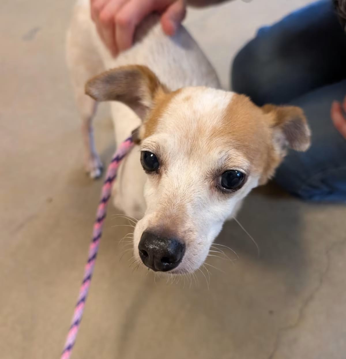 Photo of Dinghy, adoptable senior Chihuahua in Baltimore, Maryland