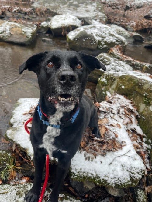 Photo of Lucky Havard, adoptable senior Labrador Retriever in Rockaway, New Jersey