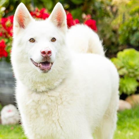 Photo of Ghost, adoptable senior Siberian Husky in Camarillo, California