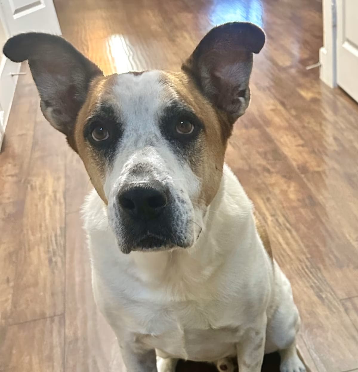 Photo of Pippin, adoptable senior American Pit Bull Terrier/Labrador Retriever in Dallas, Texas