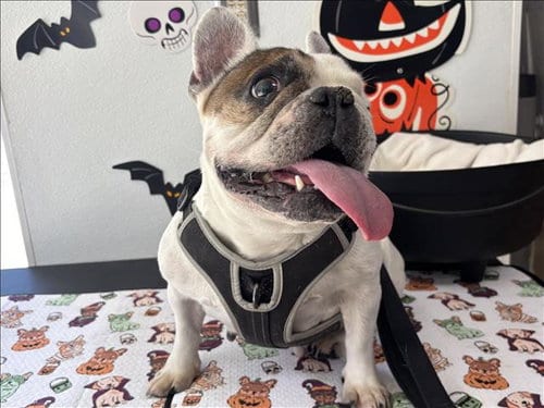 Photo of Chloe, adoptable senior French Bulldog in San Pedro, California