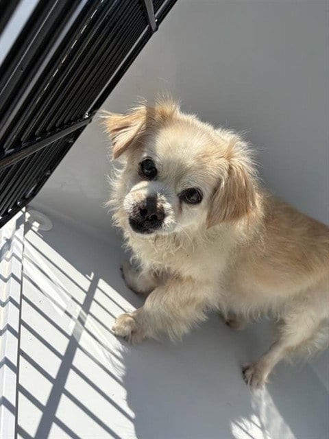 Photo of A662238, adoptable senior Chihuahua in Houston, Texas