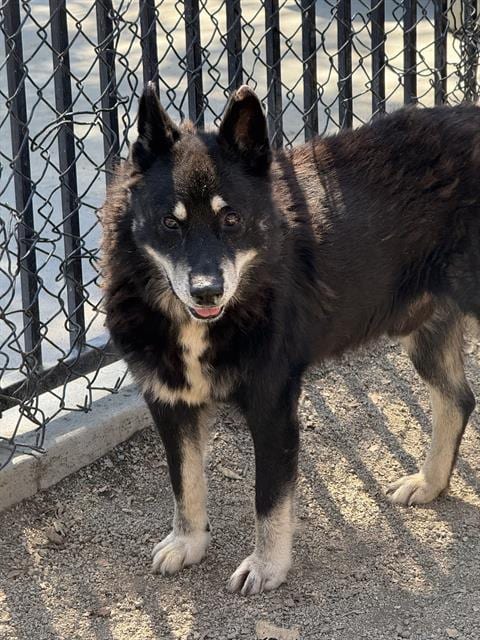 Photo of Shadow, adoptable senior German Shepherd Dog in Riverside, California