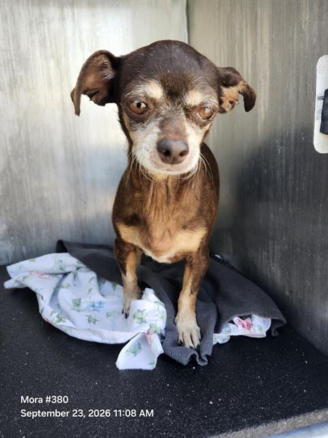 Photo of Luna, adoptable senior Chihuahua in San Antonio, Texas
