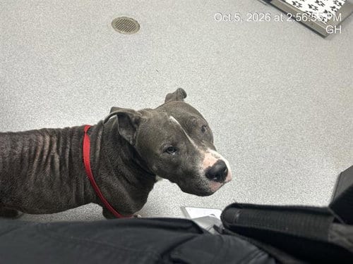 Photo of Luna, adoptable senior American Pit Bull Terrier in Ocala, Florida