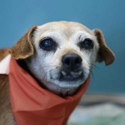 Photo of Dolores, adoptable senior Chihuahua in San Antonio, Texas