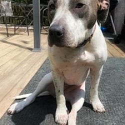 Photo of Mally, adoptable senior Pit Bull Terrier in Lansdale, Pennsylvania