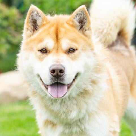 Photo of Taz, adoptable senior Siberian Husky in Camarillo, California