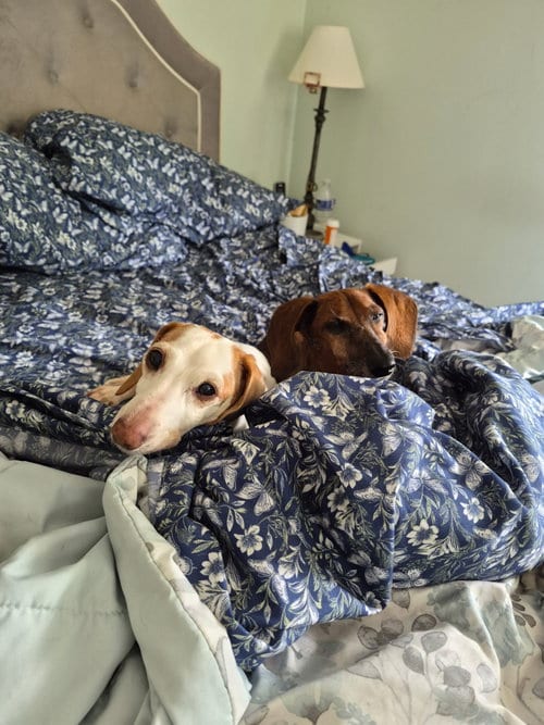 Photo of Dakota and Moose, adoptable senior Dachshund in Taunton, Massachusetts