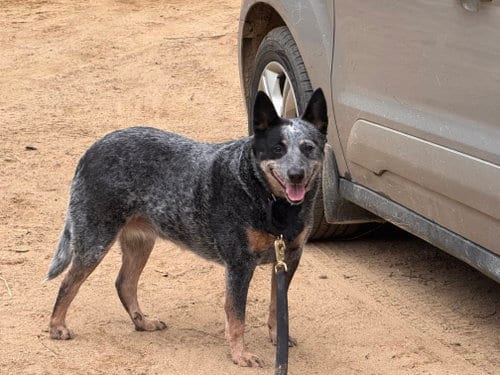 Photo of Haley, adoptable senior Australian Cattle Dog/Blue Heeler in Garden City, New York