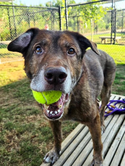 Photo of Bryson, adoptable senior dog in Atlanta, Georgia
