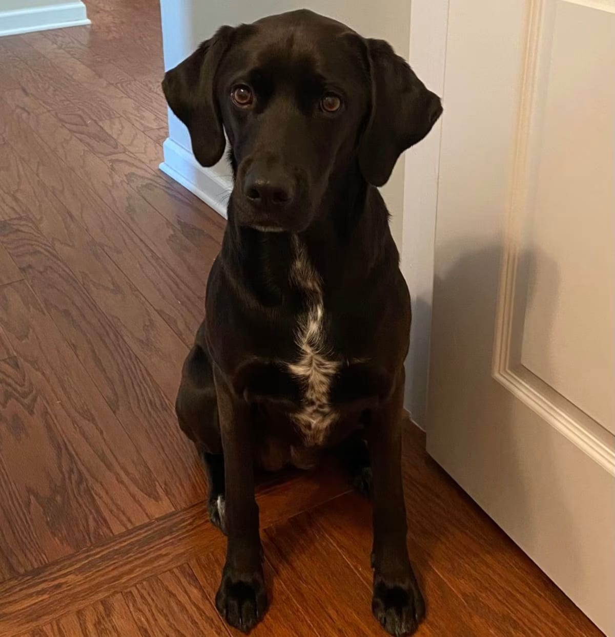 Photo of Scout, adoptable senior Labrador Retriever Hound (Unknown Type) in Waxhaw, North Carolina