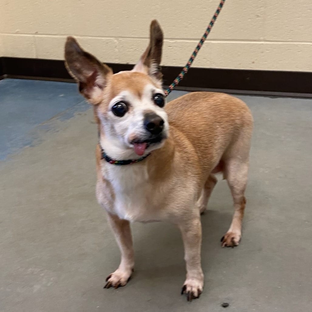 Photo of The Queen of England, adoptable senior dog