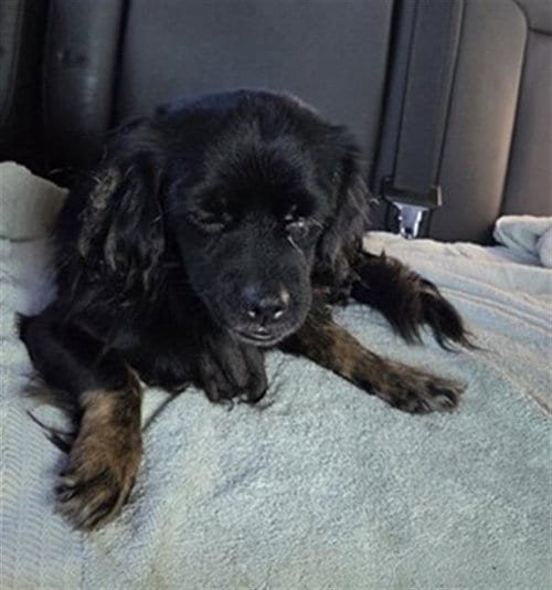 Photo of A433591, adoptable senior Cavalier King Charles Spaniel in Conroe, Texas
