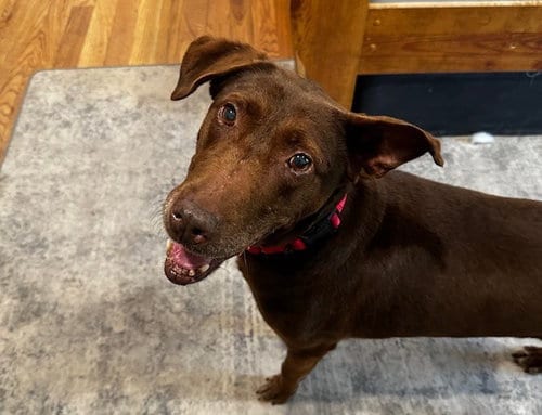 Photo of Brownie, adoptable senior Labrador Retriever in Willingboro, New Jersey