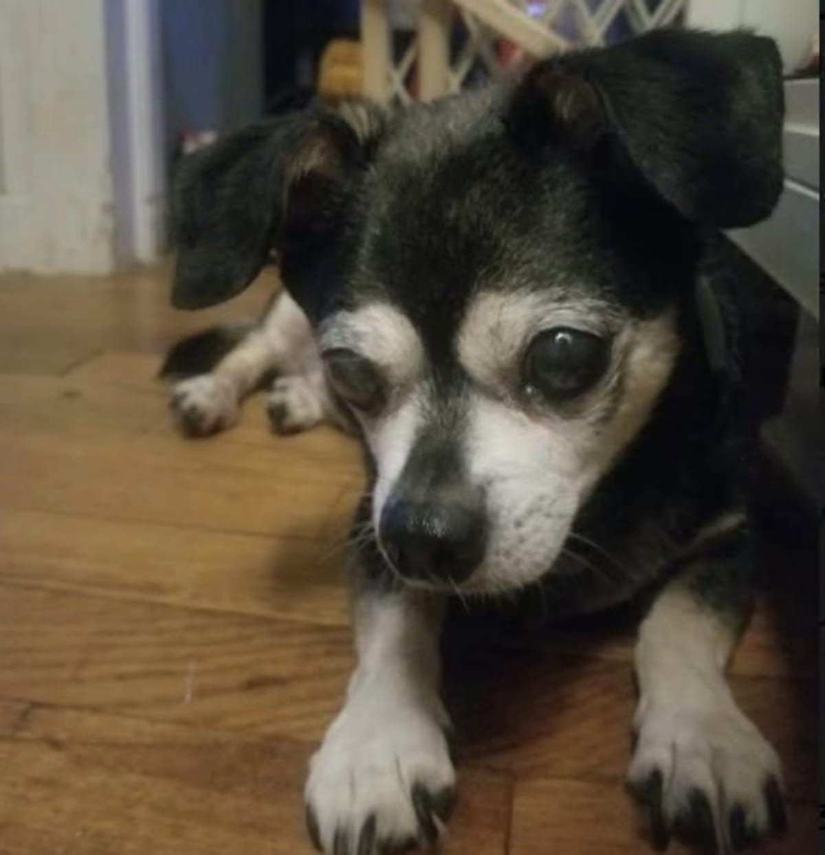 Photo of Shadow, adoptable senior Chihuahua in Rockville, Maryland