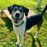 Photo of Ethel, adoptable senior Treeing Walker Coonhound in Enfield, Connecticut