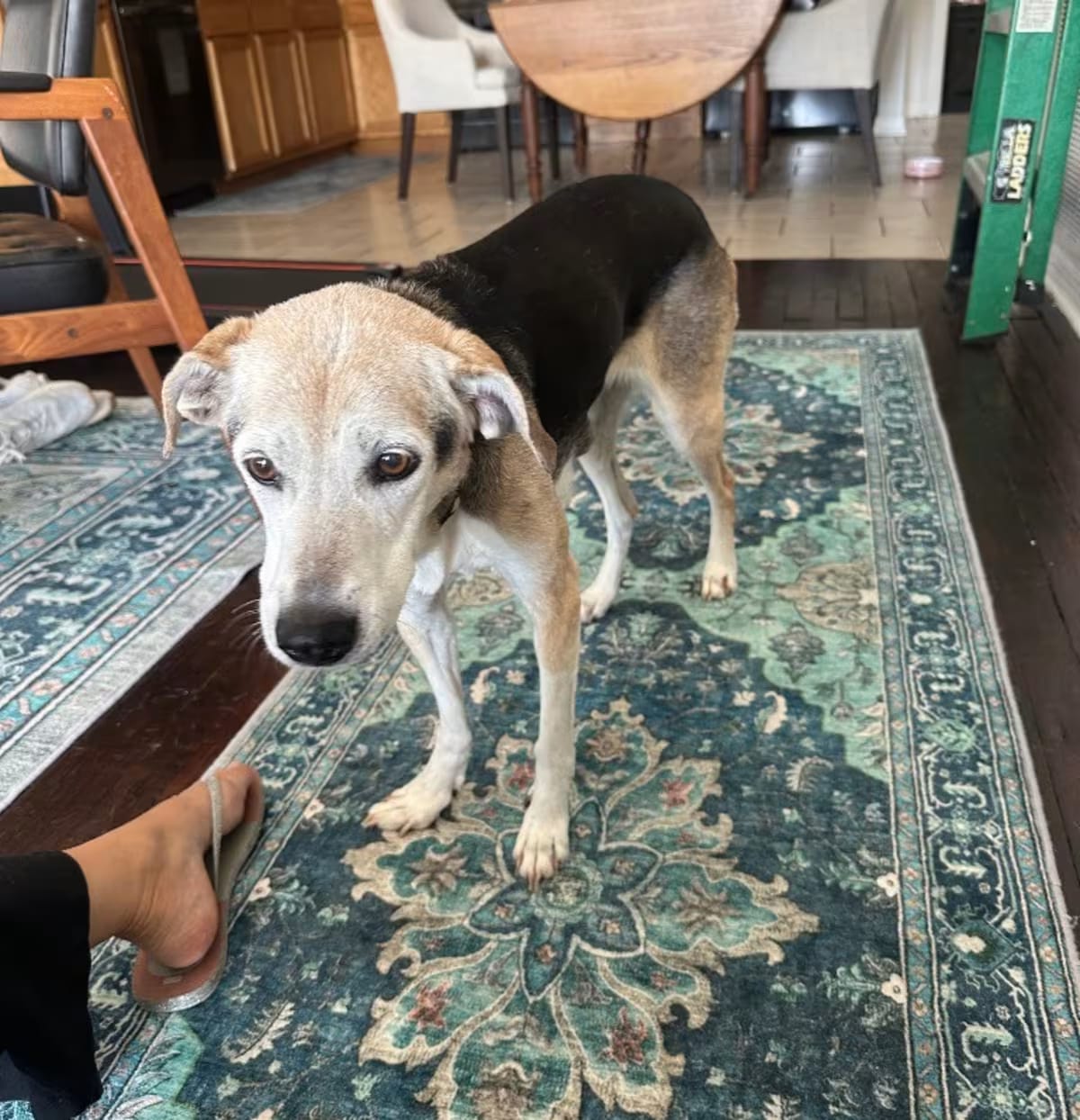 Photo of Cuddles, adoptable senior Hound (Unknown Type) in New Orleans, Louisiana