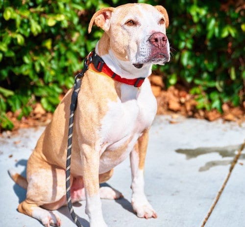 Photo of Snuggles, adoptable senior American Staffordshire Terrier in San Diego, California