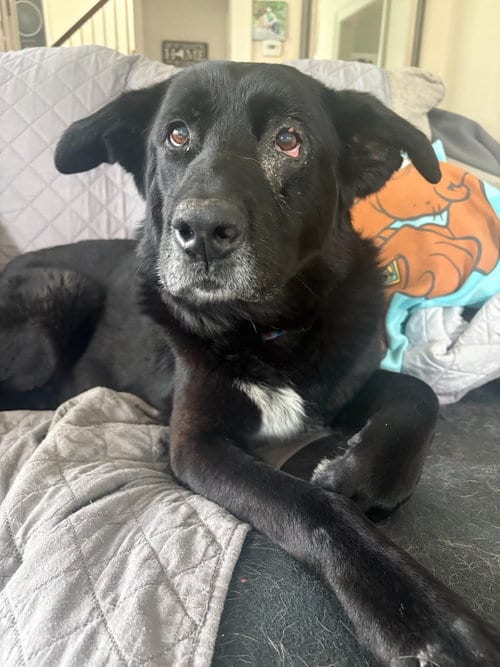 Photo of Nanook, adoptable senior Labrador Retriever in Liverpool, New York