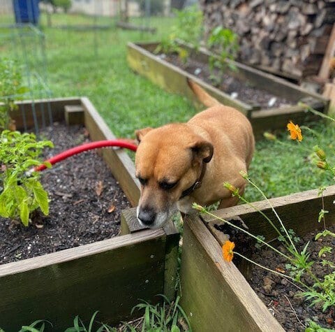 Photo of Gretchen, adoptable senior Terrier in Candler, North Carolina