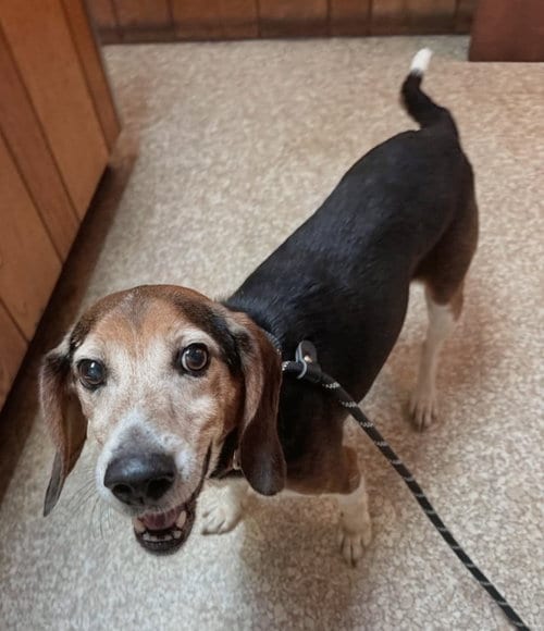 Photo of Denton, adoptable senior Beagle in Dunnellon, Florida