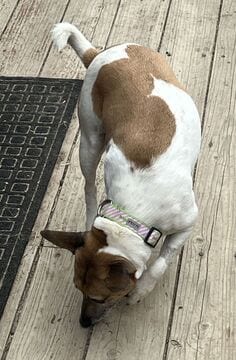 Photo of Luna (Guardian Assist), adoptable senior Rat Terrier in Fremont, California