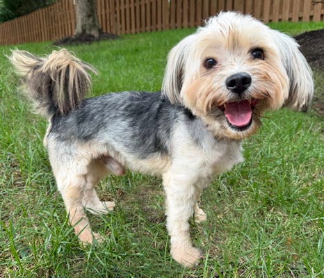 Photo of Boomer, adoptable senior Yorkshire Terrier Yorkie in Arlington, Virginia