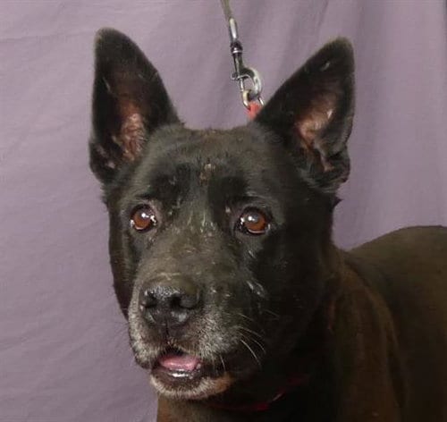 Photo of Kimber, adoptable senior Labrador Retriever in Ukiah, California