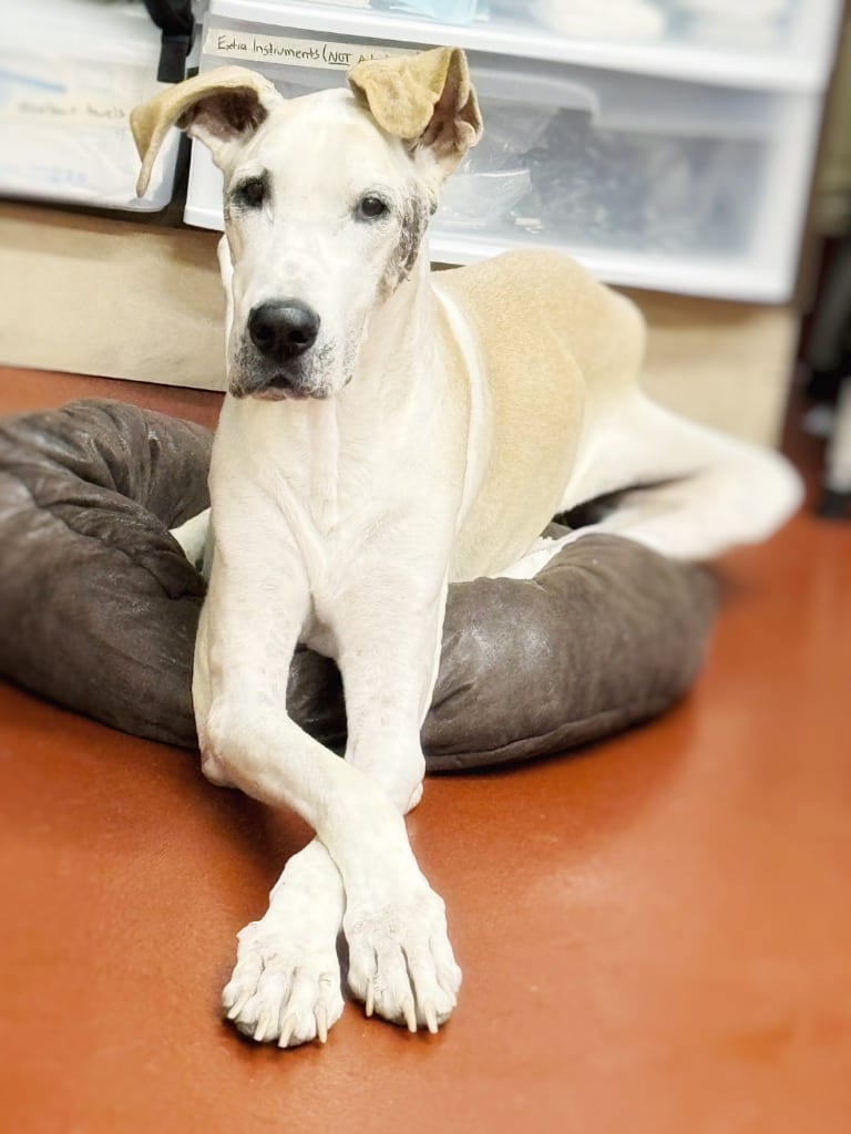 Photo of Loretta, adoptable senior Great Dane in Douglasville, Georgia