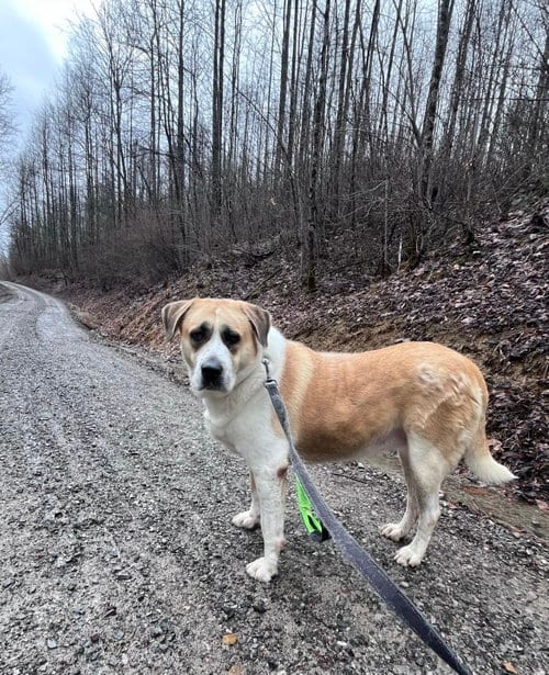Photo of Vera, adoptable senior Anatolian Shepherd in Elkins, West Virginia