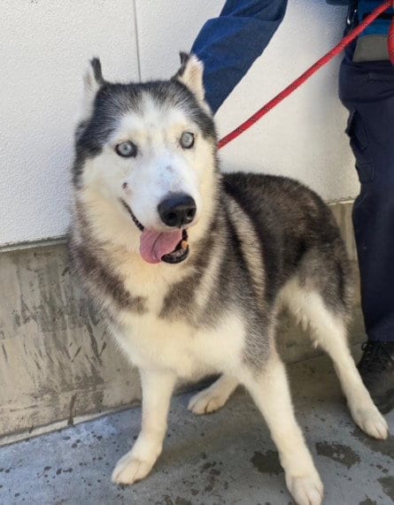Photo of King, adoptable senior Siberian Husky in Van Nuys, California