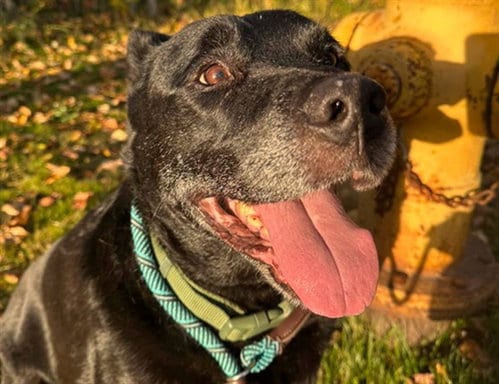 Photo of Lucky, adoptable senior Labrador Retriever in Anchorage, Alaska