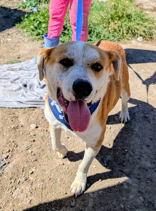 Photo of Whiskey, adoptable senior Hound in San Diego, California