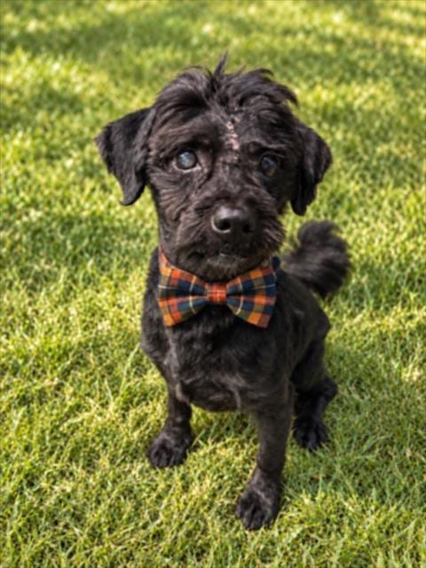 Photo of CY, adoptable senior Shih Tzu in Clinton Township, Michigan