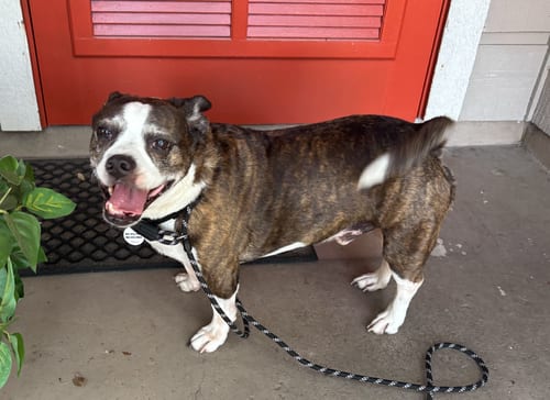 Photo of Duck, adoptable senior Pug in Osteen, Florida