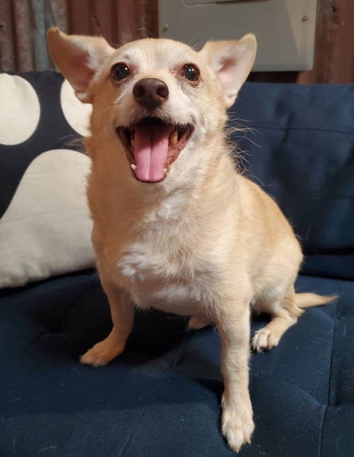Photo of Archie, adoptable senior Chihuahua in Temecula, California